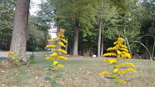 Solidago rugosa Wrinkleleaf Goldenrod [upl. by Boone]