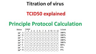 TCID50 assay principle protocol and calculation explained [upl. by Fidelity]