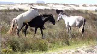 CASAL DE CAVALOS NAMORANDO [upl. by Gnim]