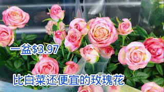 FreshCo 刚上架不久的迷你玫瑰，各种花色，性价比超高。【莎拉养花】 [upl. by Christiana233]