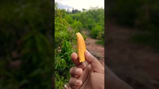 Rumenia Mango 🥭 trending food shortvideos shortsfeed vlog viral reels viralvideos mango [upl. by Retnyw949]