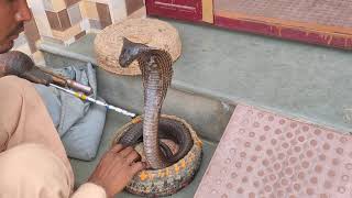 Gusel and the poisonous king cobra गुसैल आौर जहरिला किंग कोबरा [upl. by Enilatan]