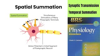 BRS Physiology  Synaptic Transmission  Temporal Vs Spatial Summation [upl. by Ayidan920]