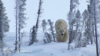 Wapusk National Park [upl. by Mahseh]