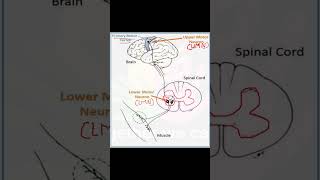 UMN amp LMN part 1  CNS physiology  GUYTON amp hall [upl. by Engeddi]