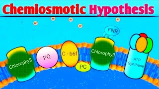 Photosynthesis  Chemiosmotic Hypothesis Animation [upl. by Sihun]