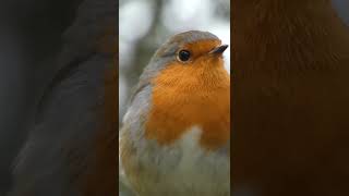 A moment with a robin birds wildlifeuk uk nature robin robins youtubeshorts [upl. by Eidoow]