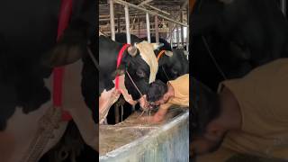 Bangladeshi holstein friesian cow Farm 2024 [upl. by Lothaire]