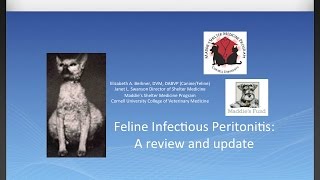 Feline Infectious Peritonitis A Review and Update  conference recording [upl. by Seigler515]