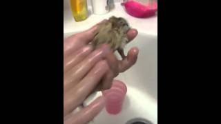 How to wash a gerbil [upl. by Mala]