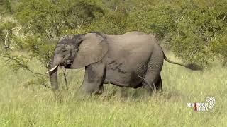 Spanish tourist killed by elephant at Pilanesberg National Park [upl. by Zurciram]