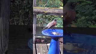 Robins Argue At Birdbath [upl. by Neetsirk]