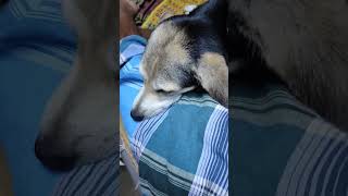 Pet Love 💕 doglover streetdog shortsvideo shotrs [upl. by Casanova]