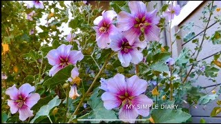 Lavatera Bicolor Maritima aka Malva Subovata – Tree Mallow [upl. by Kwang247]