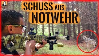 quotSurvival Mattinquot schießt BRUTAL auf einen WOLF mit seiner ARMBRUST im WALD und überlebt nur knapp [upl. by Itsud739]