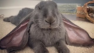 English Lop Rabbit  Big Eared English Lop Bunnies Playing [upl. by Mozelle167]