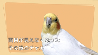 両目が見えなくなった その後のチャメ…オカメインコ [upl. by Dayle]