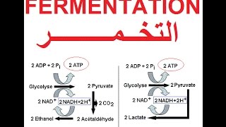 التخمر و إنتاج الطاقة Fermentation et production dénergie ATP [upl. by Jasisa]