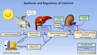 Calcium and Phosphate Metabolism [upl. by Silera]