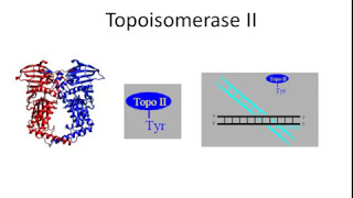 Topoisomerase II [upl. by Sucramraj641]