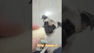 собака забавные животные собаки pug мопс [upl. by Hulbert930]