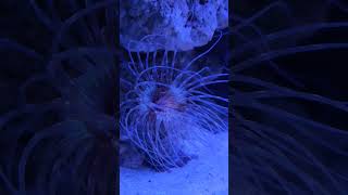 anemone coral reeftank aquariumlovers marinelife [upl. by Clift755]