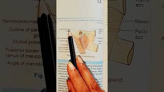 Position of Parotid Glandanatomy bdchaurasia medicalstudents [upl. by Dannon]