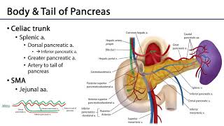 Celiac and SMA Anastomoses  M1 Duodenum Pancreas and Abdominal Aorta [upl. by Siloam]