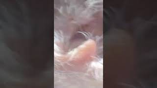 Ear mites pt 3 [upl. by Rochelle]