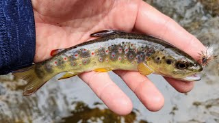 SC Small Stream Fly Fishing  1152024 [upl. by Burgener]