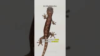 This Gecko Can Reproduce A Without Male [upl. by Oremoh1]