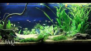 Juwel Rio 240  Planted community tank HD [upl. by Perzan]