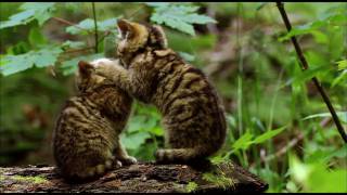 Der Harz Wildkatzen HD [upl. by Adnalue967]