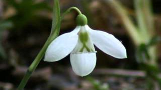 Galanthus plicatus Three Ships [upl. by Isyad]