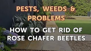 How to Get Rid of Rose Chafer Beetles [upl. by Norman356]