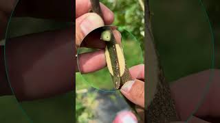 Quick Tongue Grafting Guide graft grafting diy farming garden gardening nature plants [upl. by Weintrob]