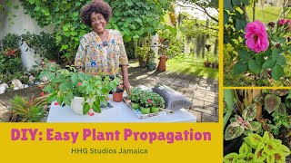 DIY Easy Plant Propagation [upl. by Aretse]