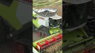 Claas Lexion 8900 on duty in the field Harvesting Canola [upl. by Daffie]