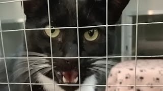 Tuxedo Cat hissing compilation 12 [upl. by Eelsew759]