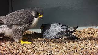 Stubborn Tiercel [upl. by Heathcote]