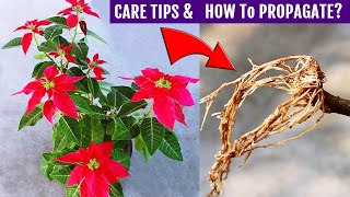 Poinsettia Plant CARE amp Propagation ALL In One Video [upl. by Artemis]