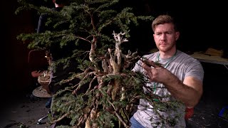 Bjorn Bjorholm creates a Taxus Bonsai [upl. by Yroc]