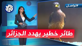 طائر خطير يثير الرعب في الجزائر ما هو؟ │ تواصل [upl. by Morel]