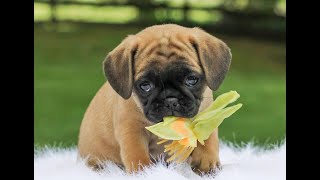 Puggle Puppies for Sale [upl. by Edrock]