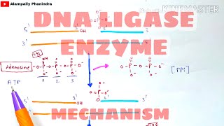 DNA Ligase enzyme and its mechanism  DNA ligation  Bio science [upl. by Inavihs]