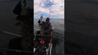 Blue Lingcod jigged on a kayak kayakfishing lingcod [upl. by Berkeley]