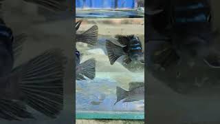 Cynotilapia ndonga deep 3 inch in stock breedingtank breeding aquarium fishfarming fishtank [upl. by Smoot]