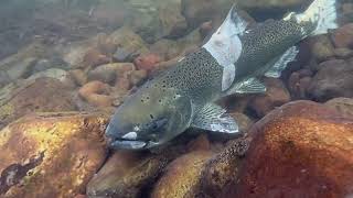 Wenaha River Chinook Spawning Survey Sept 2022 [upl. by Arihas577]