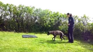 Training young Sighthounds [upl. by Machute]