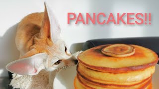 Tiny Fox Tiny Pancake [upl. by Aborn]